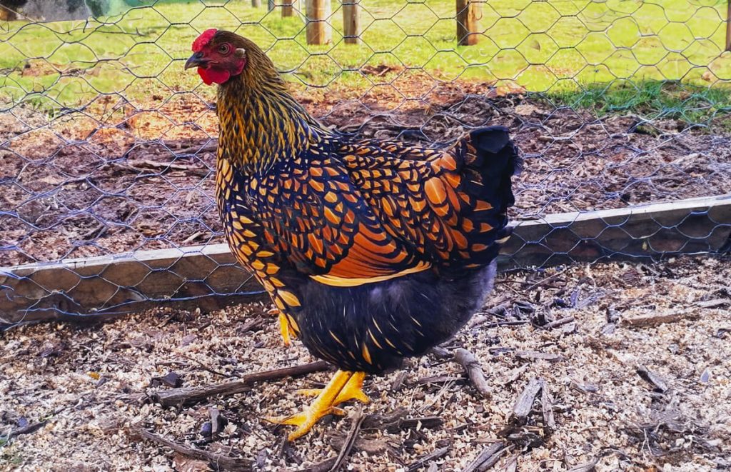 golden laced wyandotte hen