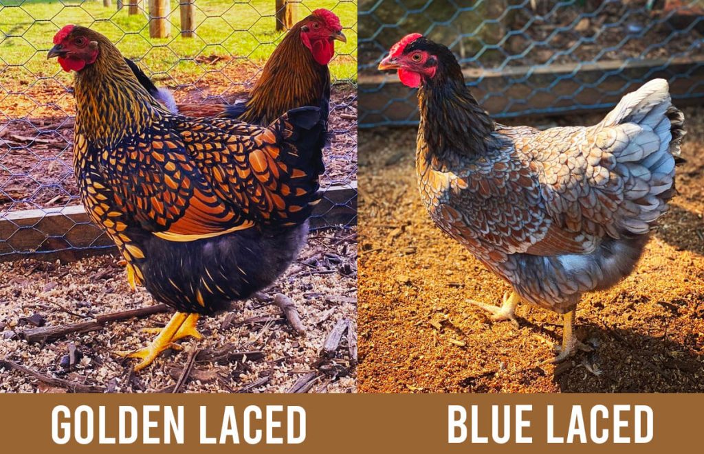 golden laced (left) and blue laced (right) wyandottes