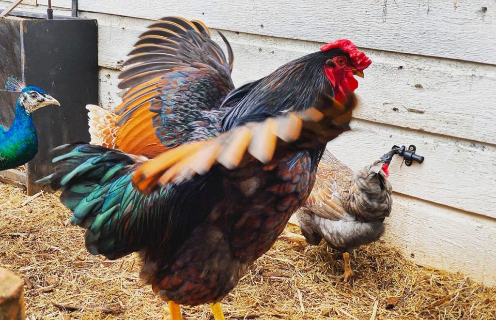 Golden Laced Wyandotte Rooster with open wings