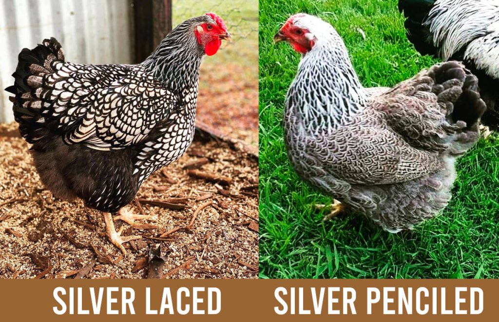 silver laced wyandotte (left) vs silver penciled wyandotte (right)