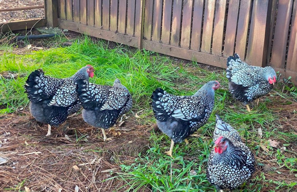 flock of silver laced wyandottes in a backyard foraging in green grass