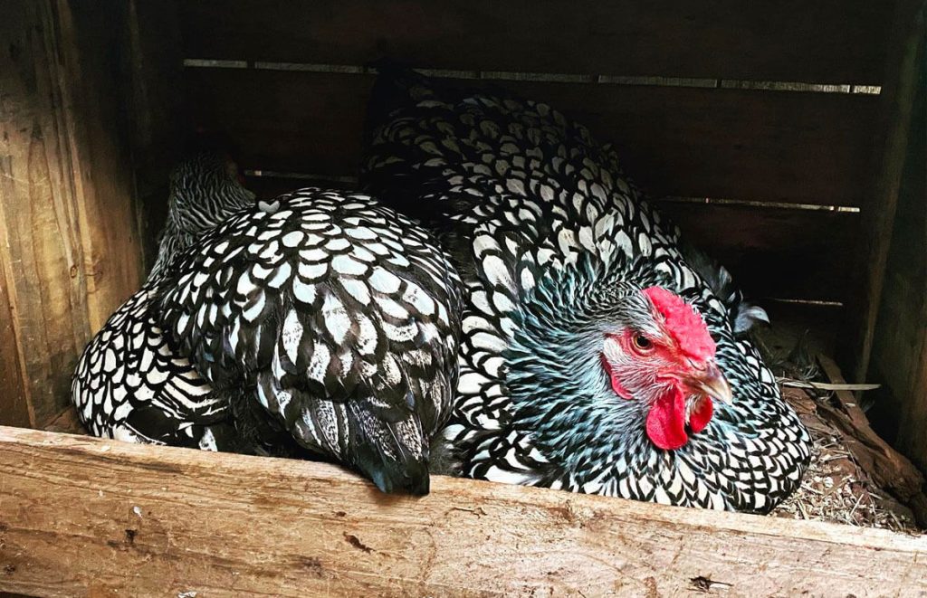 Two silver laced wyandotte hens brooding eggs in their nesting boxes