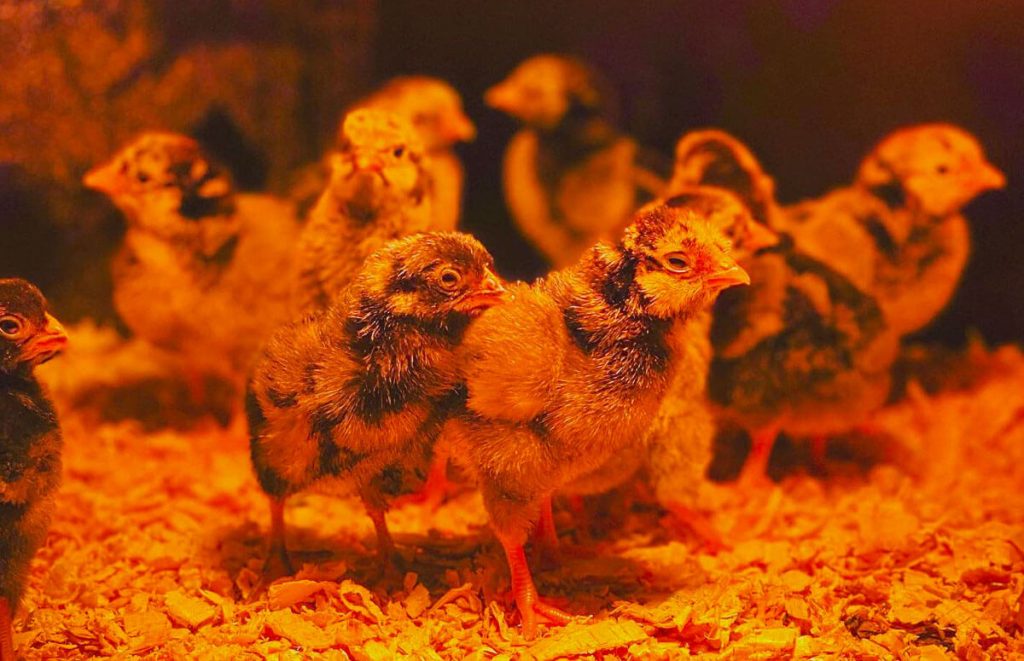 silver laced wyandotte chicks in the brooder