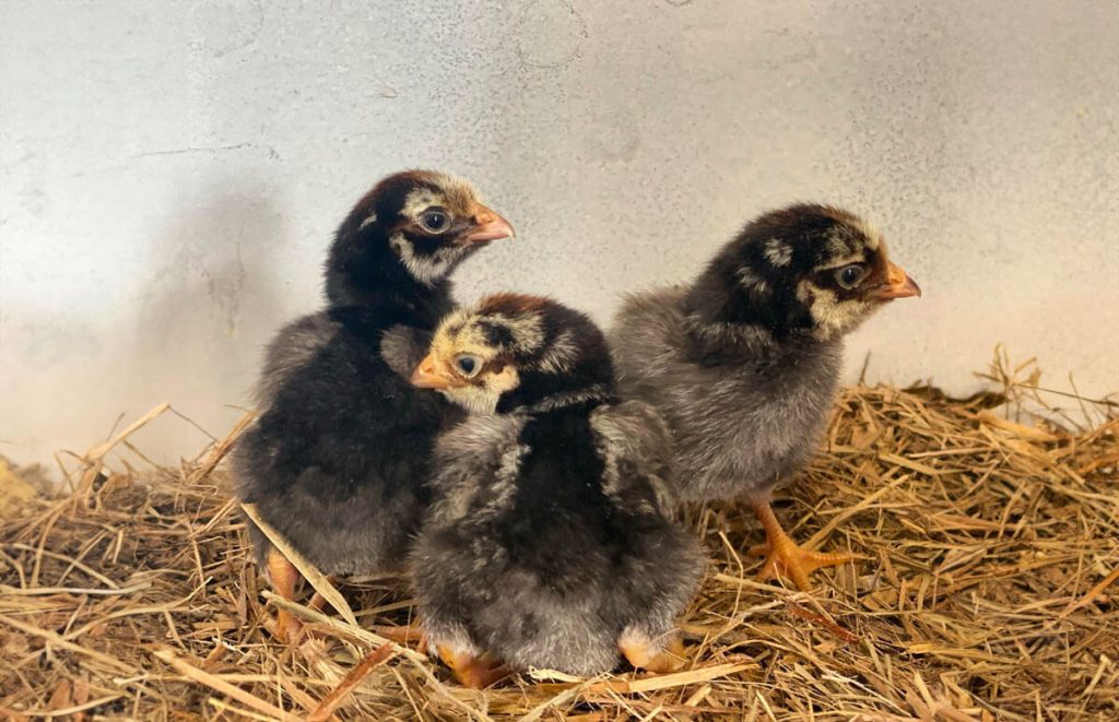 silver laced wyandott chicks just after hatching