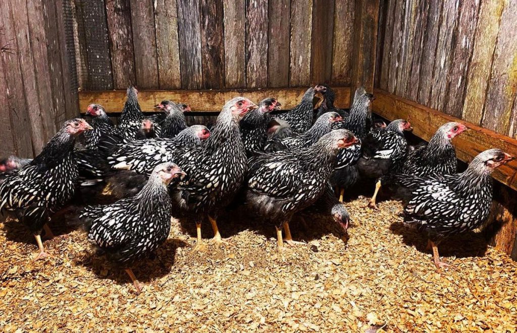 flock of silver laced wyandotte chickens