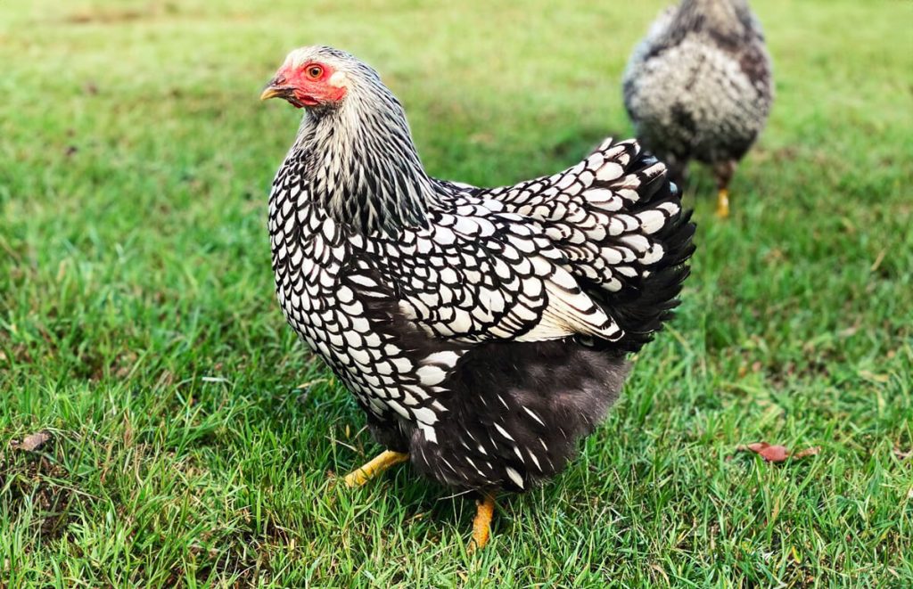 Silver Laced Wyandotte foraging in grass