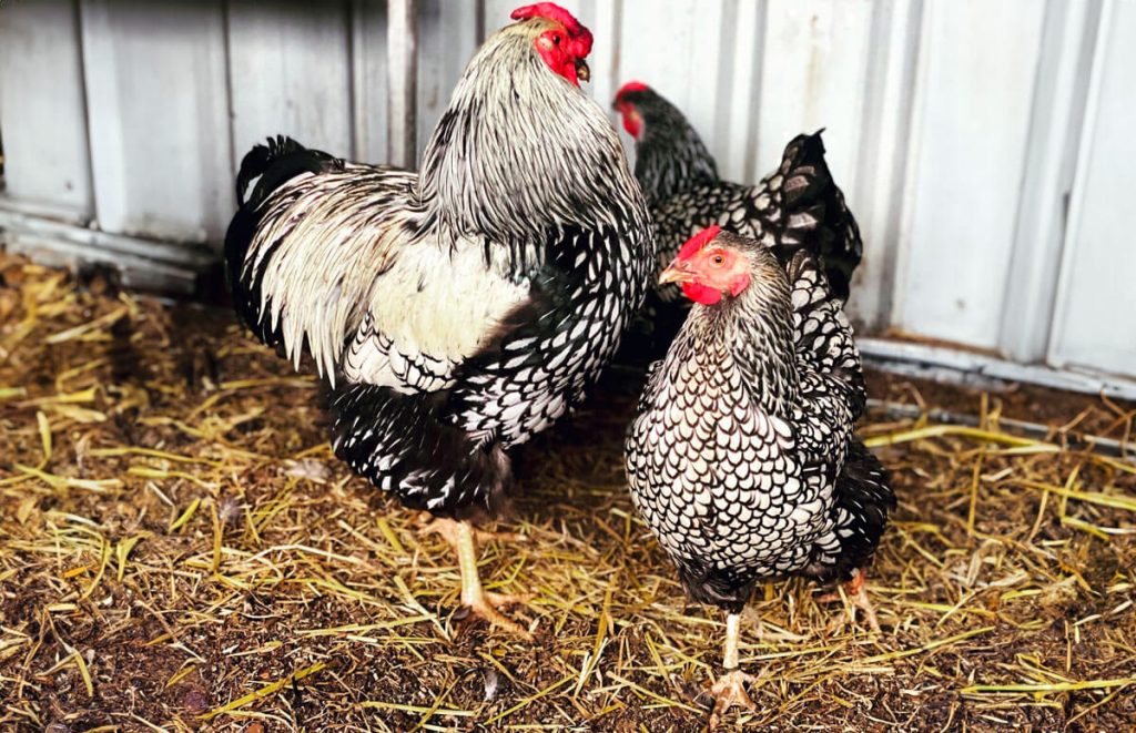 A Silver Laced Wyandotte rooster together with two Silver Laced hens