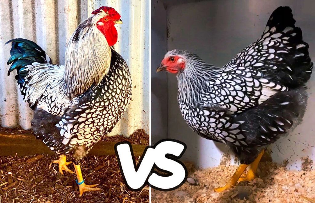 Silver Laced Wyandotte Rooster (on the left) vs Silver Laced Wyandotte hen (on the right), showing different color patterns in the feathering