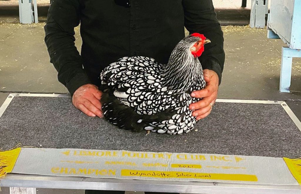 Silver Laced Wyandotte Champion Bird by Cactus Hill Poultry, 2021, hold by the owner in te exhibition hall