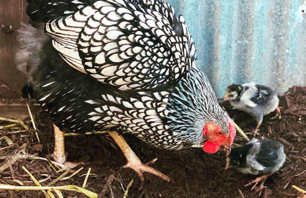 silver laced wyandotte hen nurturing her silver laced wyandotte chicks