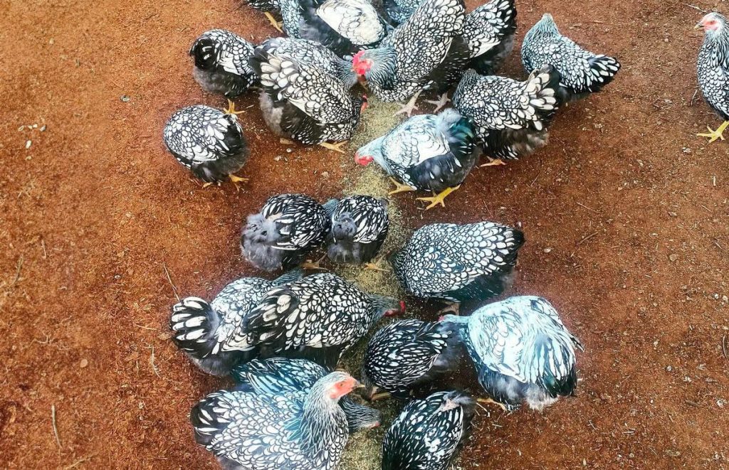 A large flock of Silver Laced Wyandottes eating food