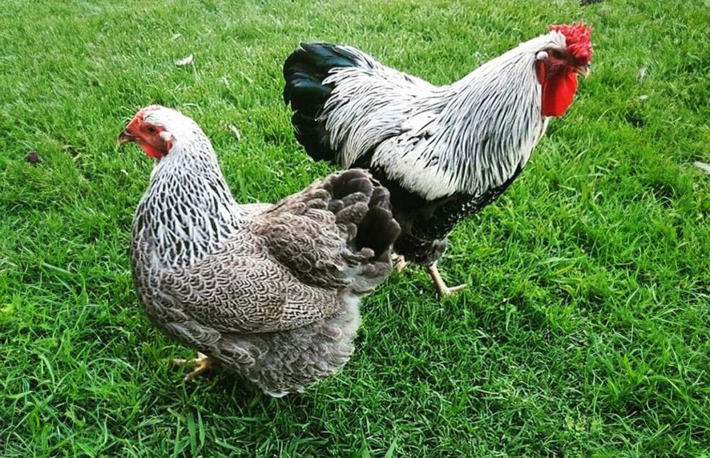 Silver Penciled Wyandotte Hen (left) vs Silver Penciled Wyandotte Rooster (right)