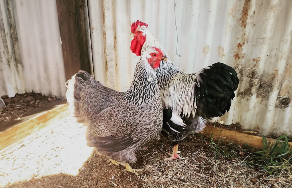 silver penciled wyandotte hen (front) and rooster (back)