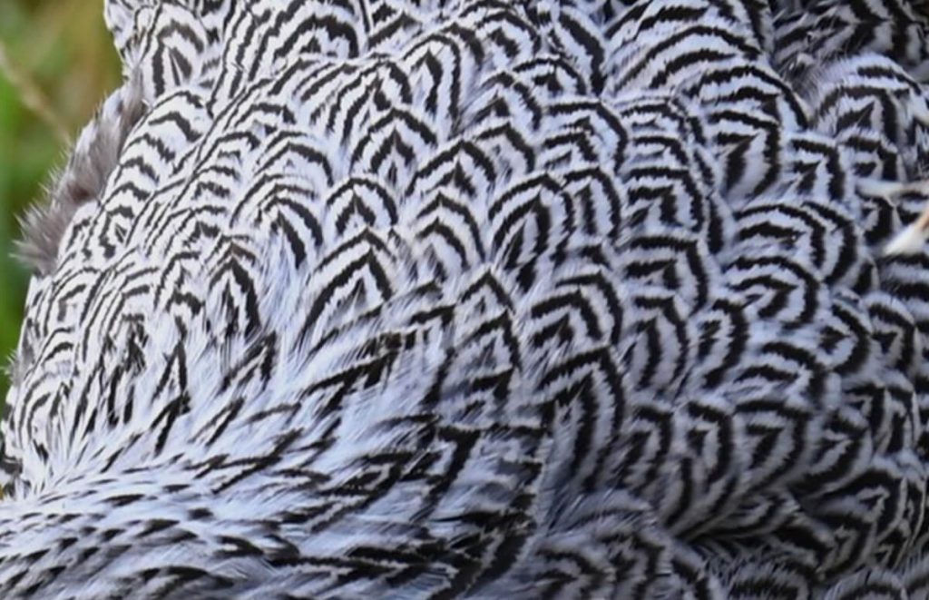 close-up of the penciling pattern of a silver penciled wyandotte chicken
