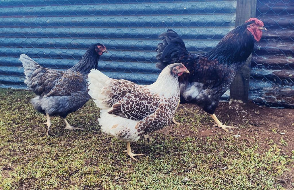 A Splash Laced Red Wyandotte in the center of the photo, flanked with two Blue Laced Red wyandottes on the left and right of the photo