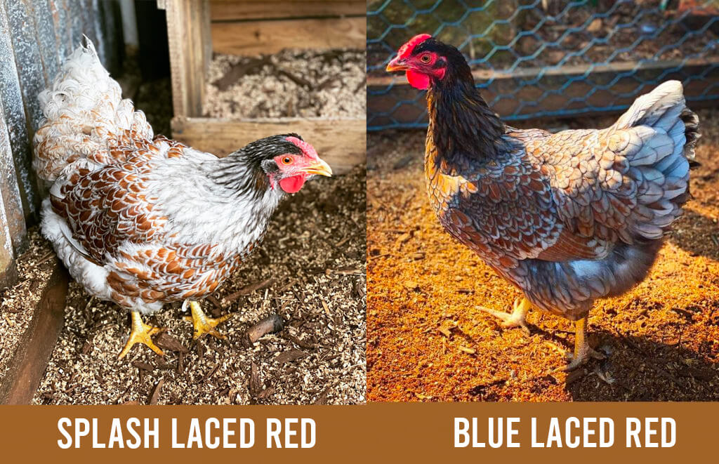 splash laced red (let) and blue laced red (right) wyandottes