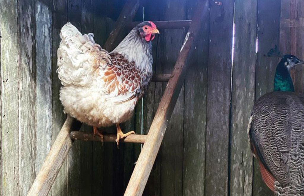 a splash laced red wyandotte hen roosting