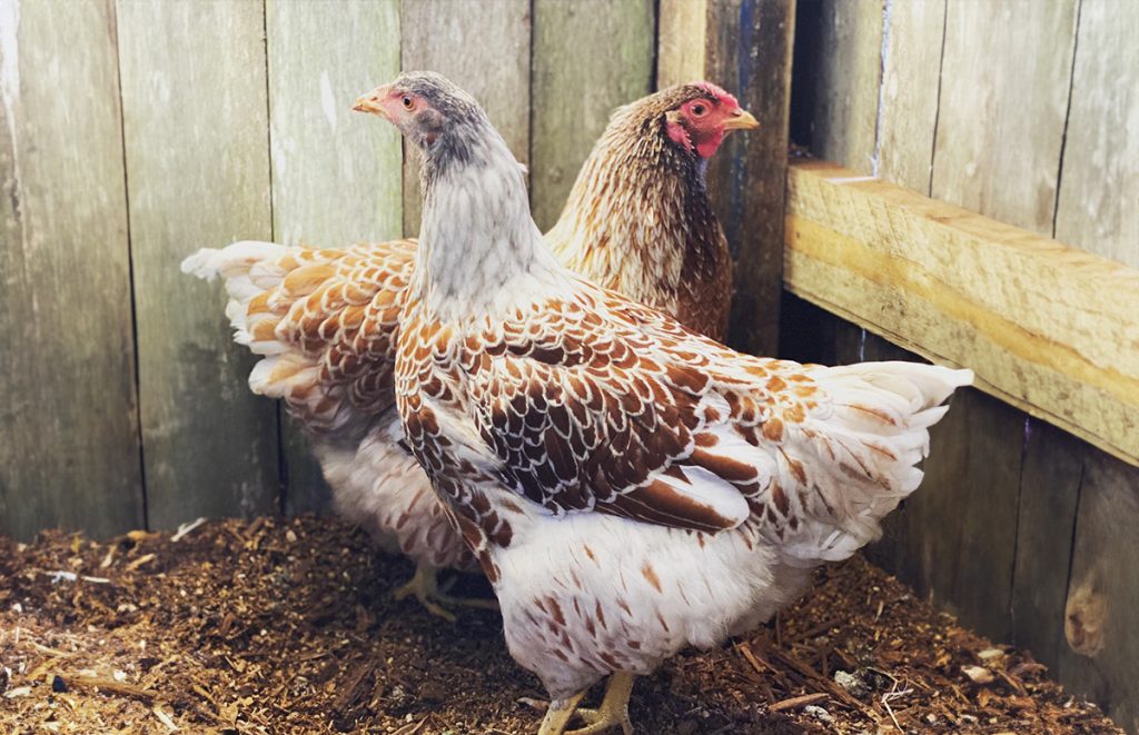 two splash laced red wyandotte hens