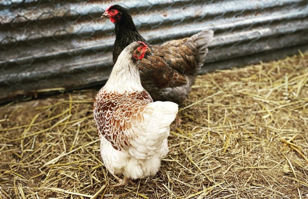 a splash laced red wyandotte hen