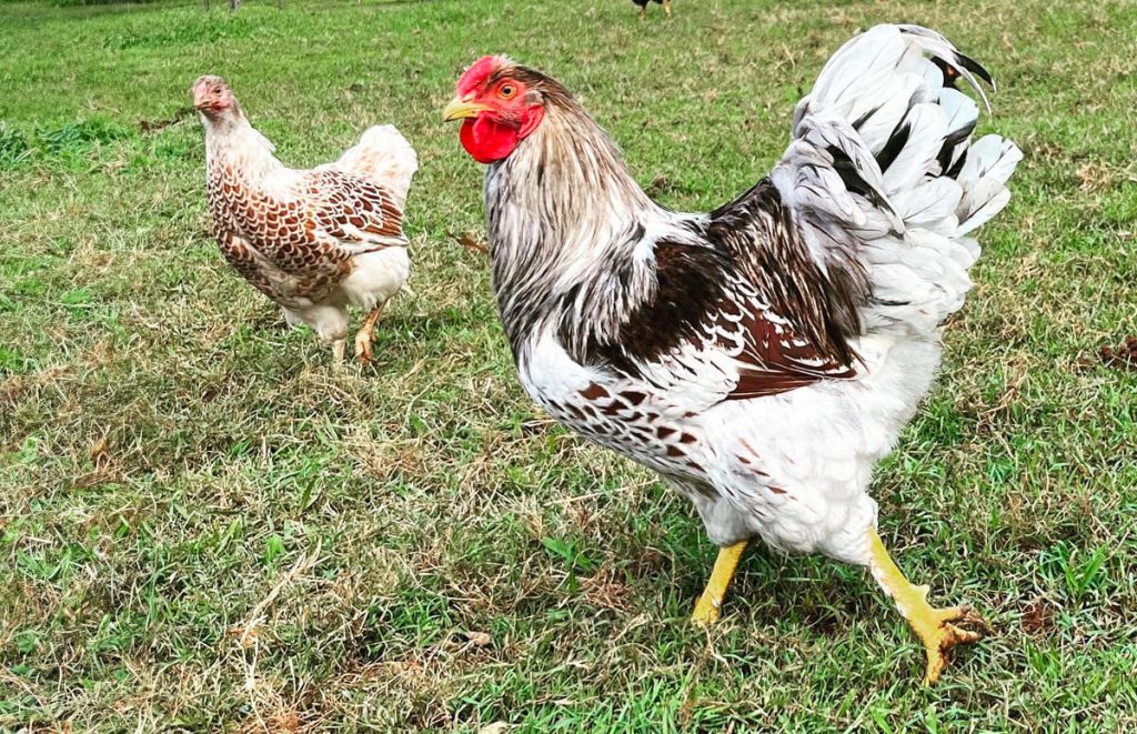 Splash Laced Red Wyandotte Rooster (right) and Splash Laced Red Hen (left)