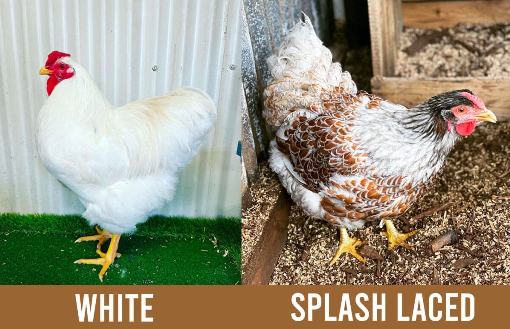 white wyandotte chicken (left) vs splash laced wyandotte chicken (right)