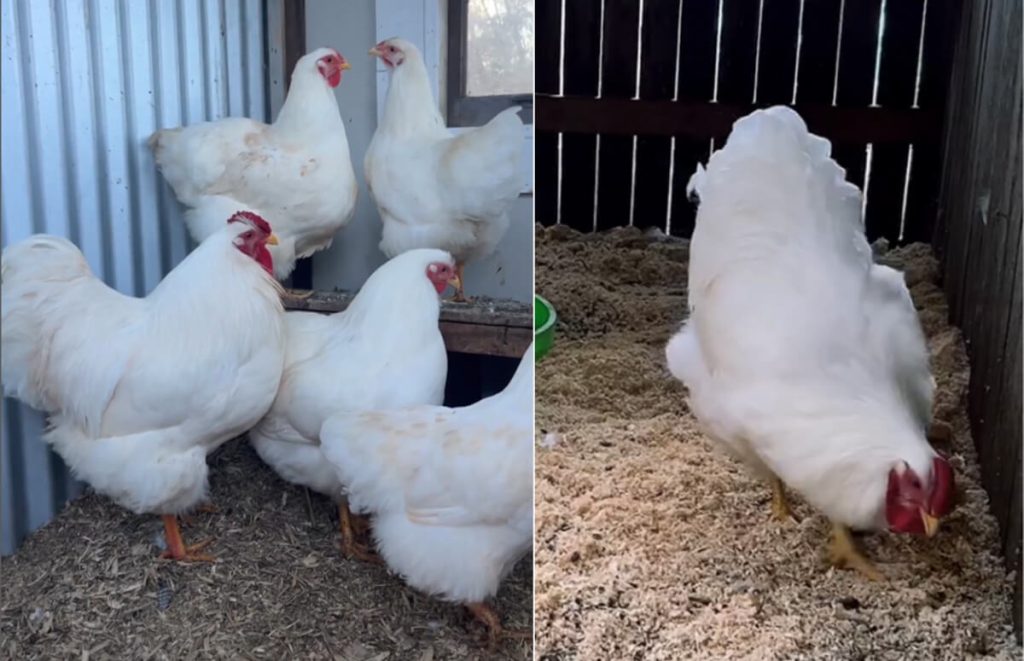 flock of white wyandottes (left) and white wyandotte pecking (right)