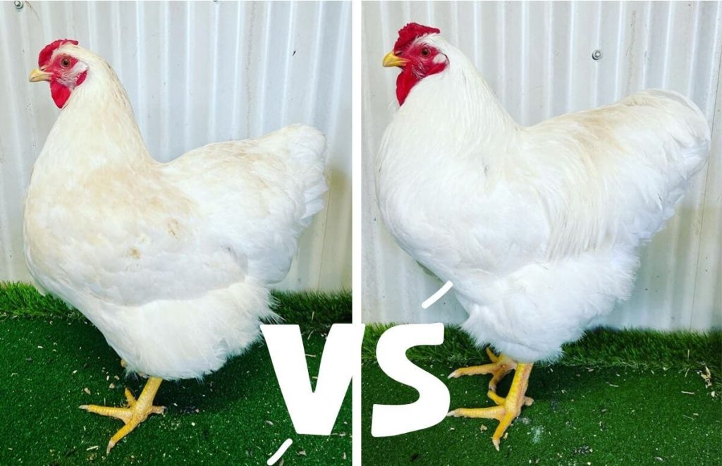a white wyandotte hen vs rooster