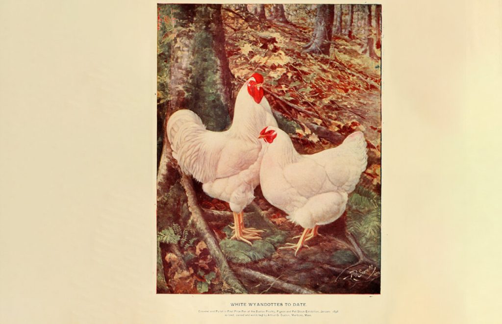 colorful drawing of a prize winning couple of white wyandottes, rooster and hen, 1898