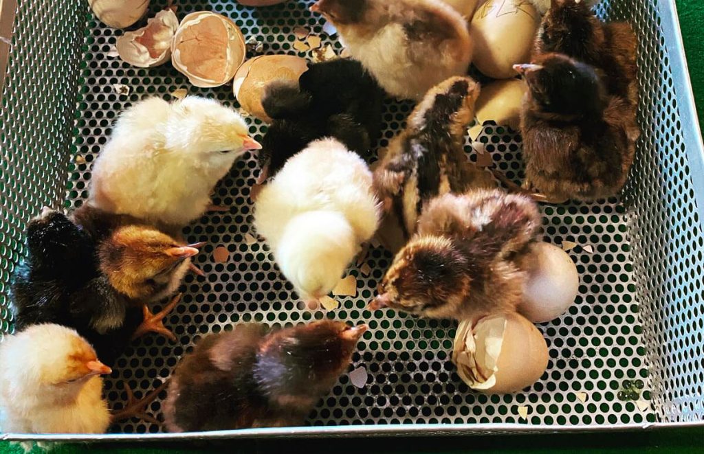 mix of wyandotte chicks that just hatched