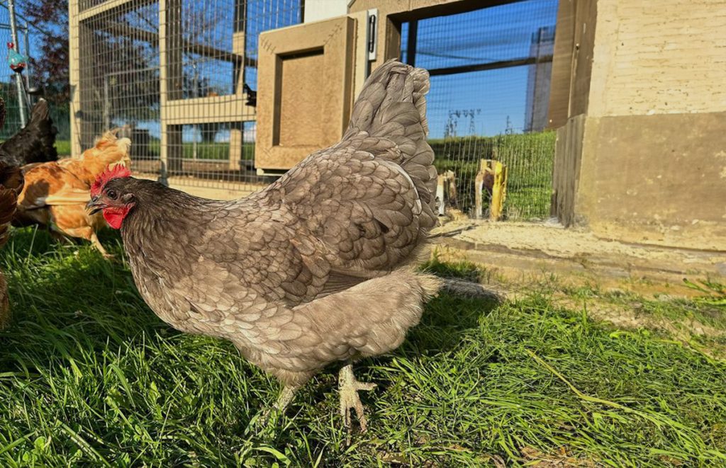 a blue plymouth rock hen