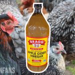 apple cider vinegar for chickens