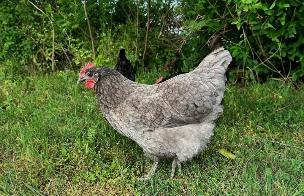 a blue plymouth rock hen