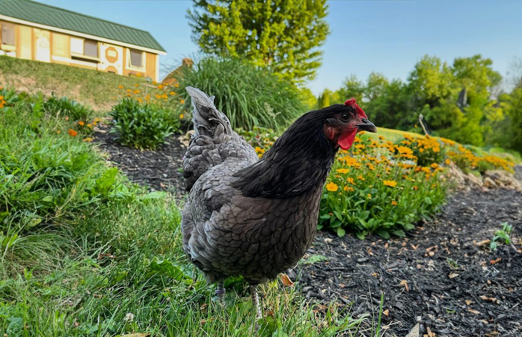 a blue plymouth rock chicken