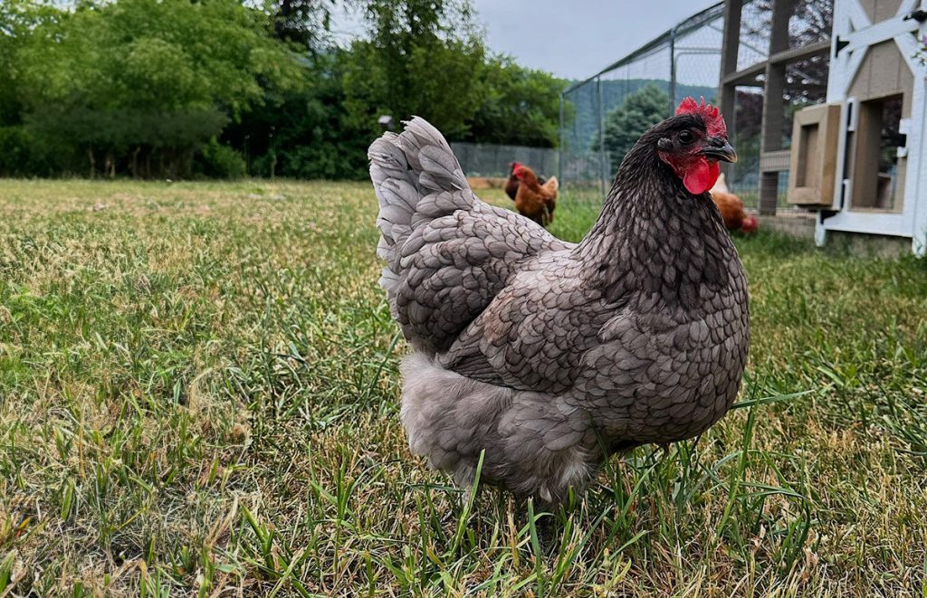 a blue plymouth rock chicken