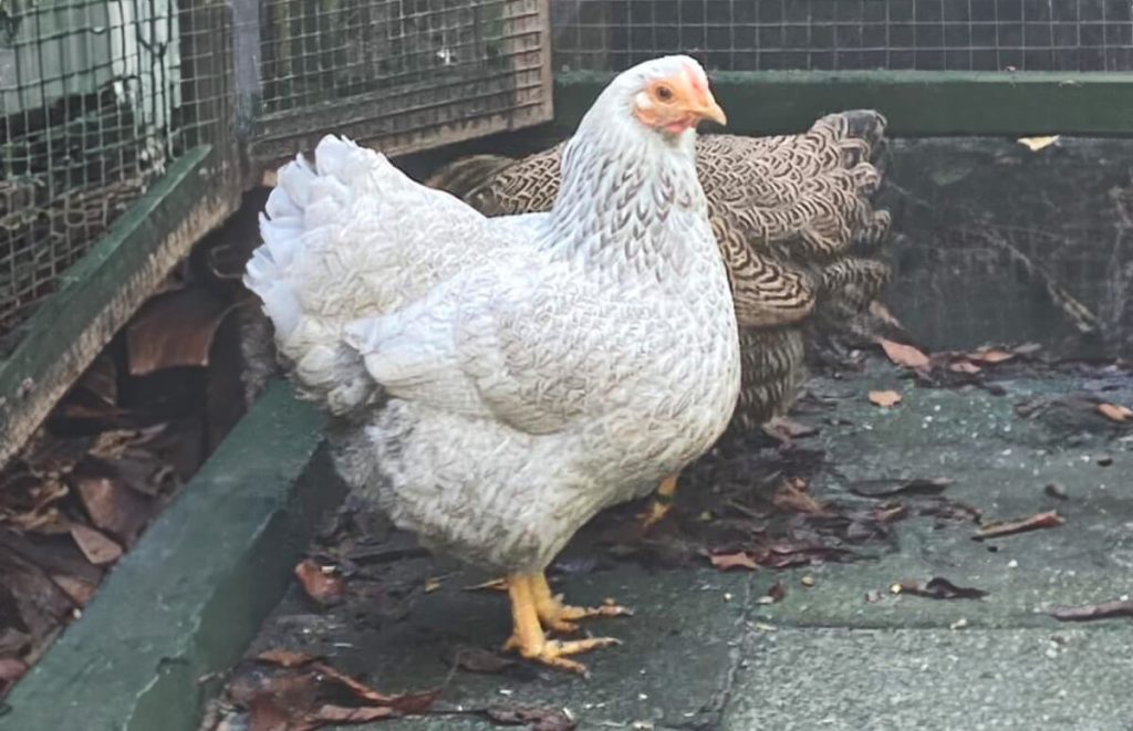 rare blue silver penciled wyandotte standing in front of a partridge wyandotte