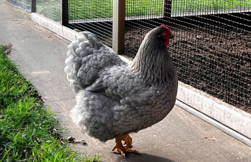 blue wyandotte hen