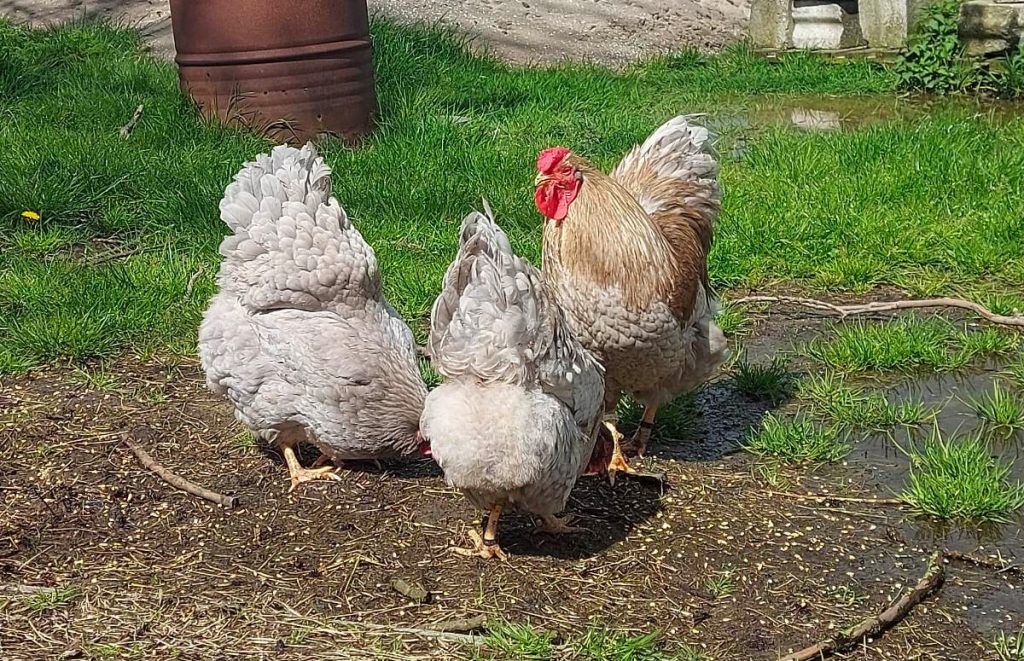 blue wyandotte hens and rooster