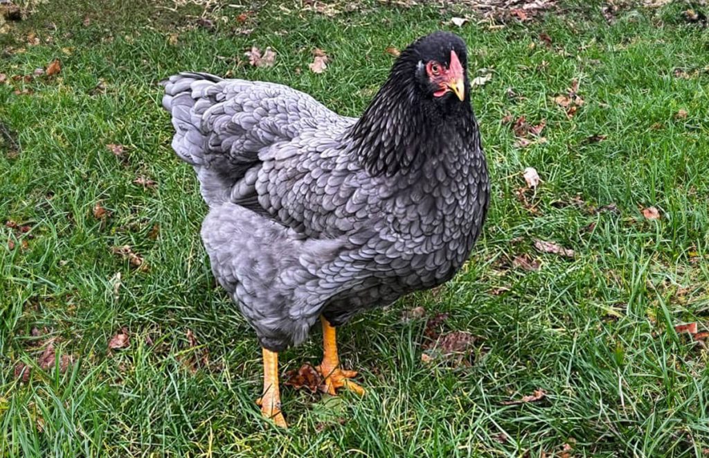 blue wyandotte hen front