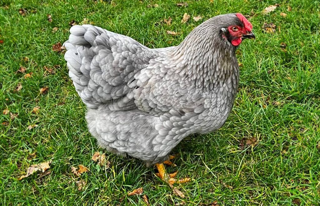 blue wyandotte hen in the grass