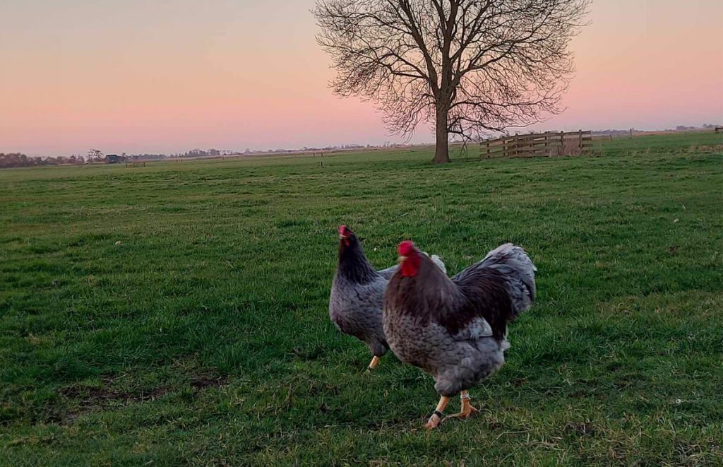 blue wyandotte hen and rooster foraging on a grassland in the sunset