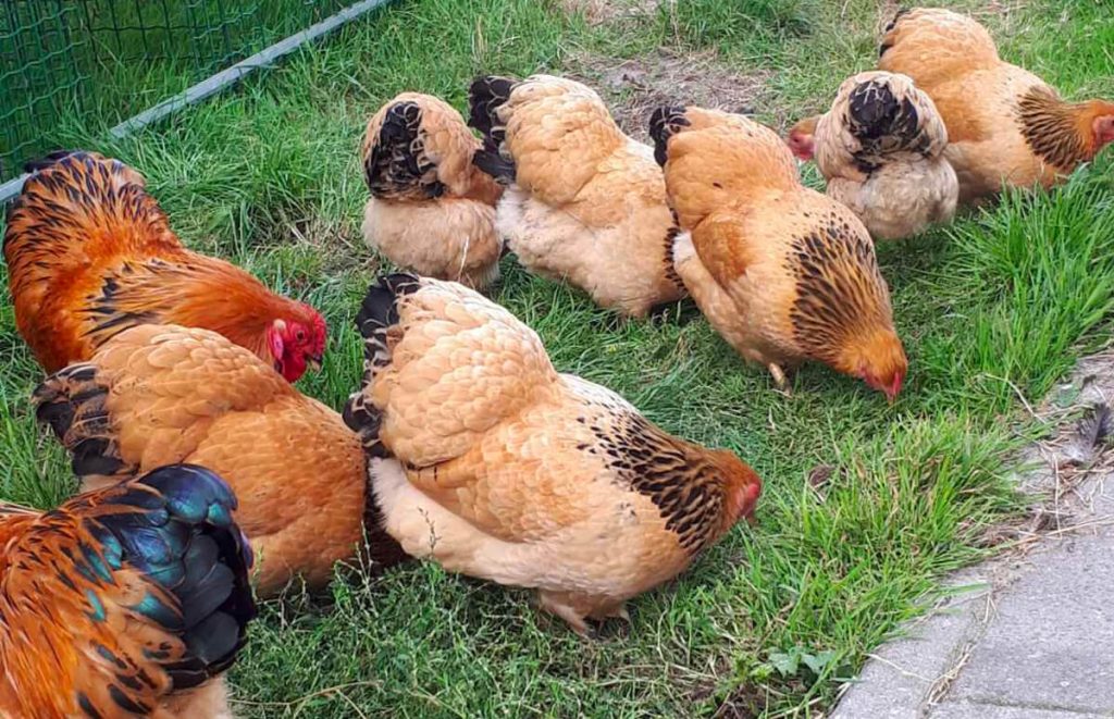 Buff Columbian Wyandotte roosters and hens