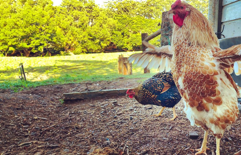 buff laced rooster with wings spread