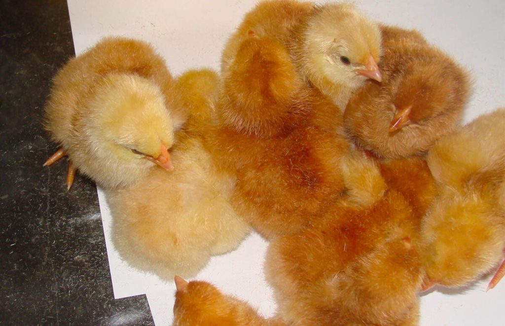 buff wyandotte chicks after hatching