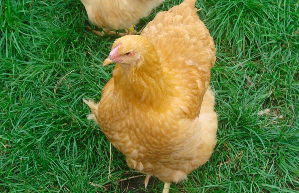 Buff Wyandotte hen in the grass