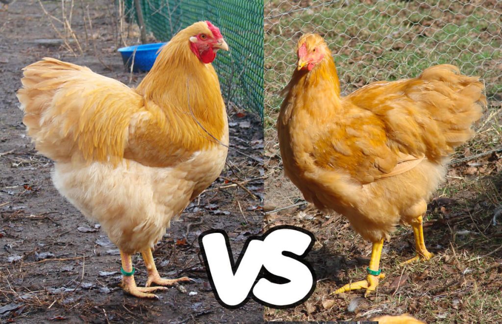 buff wyandotte rooster (left) vs buff wyandotte hen (right)