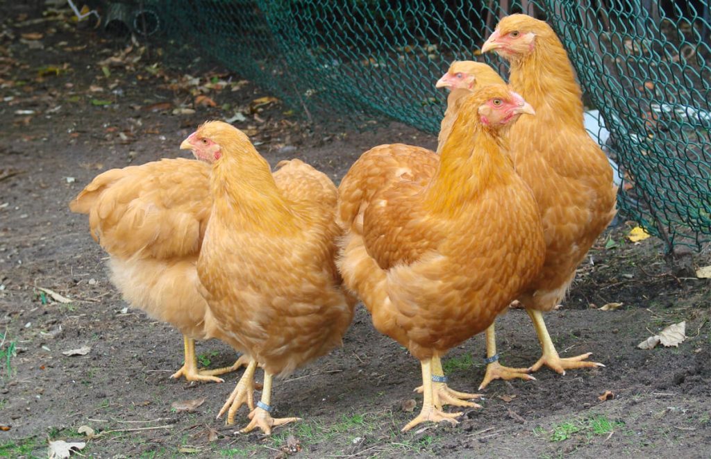 five buff wyandotte hens flocking together