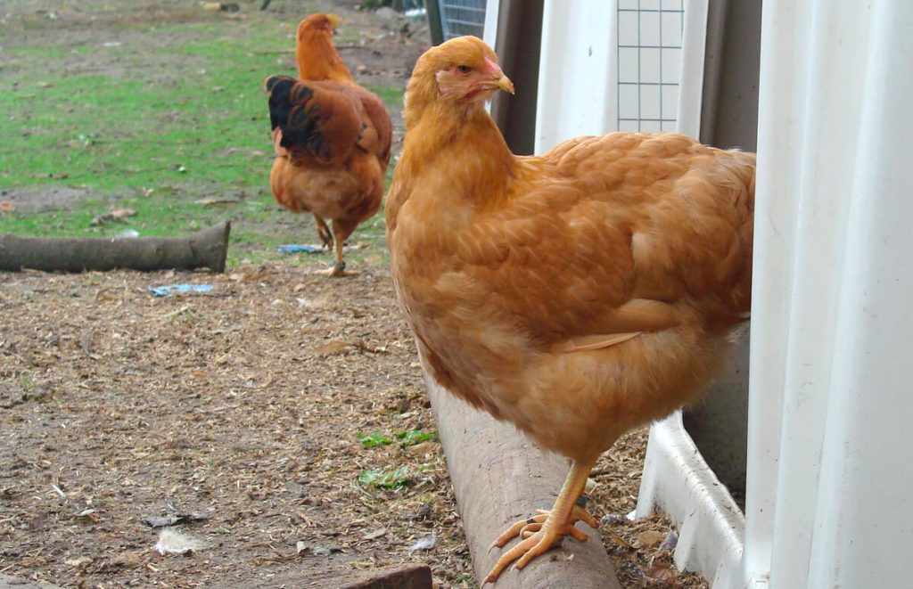 buff wyandotte coming out of the coop