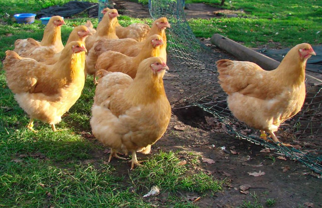 flock of nine buff wyandotte pullets