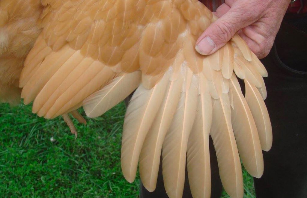 Spread wing showing the flight feathers and coverts of the Buff Wyandotte