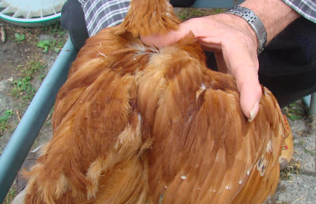 man holding a buff wyandotte to show the coloring of the feathers